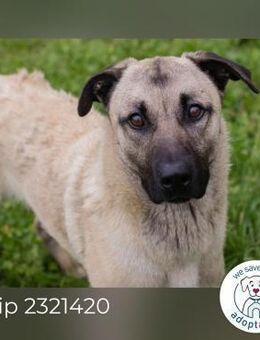 Chip 2321420: Junghund sucht ein Zuhause - Kirchzell