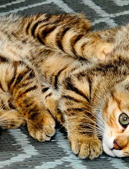 Zwei süße Katzenmädchen abzugeben - Laupheim
