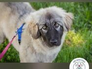 Moon: Hundekind sucht ein Zuhause - Kirchzell