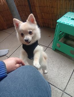 Spitz Welpe - Herne