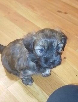 süße Welpenmaus sucht Zuhause für immer - Homburg