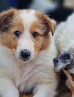 Collie Welpen mit Ahnentafel - Hoogstede