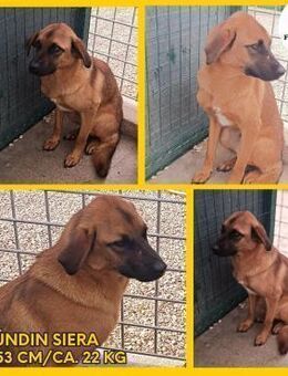 Siera Mischling Hündin schüchtern - Margetshöchheim