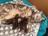 Baby reinrassig katze - Salem (Baden-Württemberg)