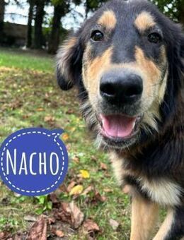 Nacho ein freundlicher junger Rüde - Flörsheim-Dalsheim