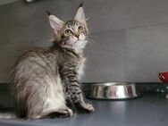 Maine Coon Junge - Allensbach