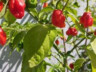 Chili Samen 10 Stück Carolina Reaper Fremd Schärfe 10+ Capsicum chinense 2024 BIO - Freising