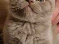 BKH Kitten reinrassig abgabebereit - Essen