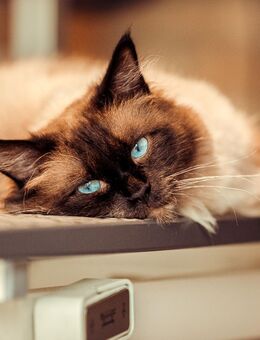 Wunderschöner Deckkater freut sich immer über Damenbesuch - Altdorf UR