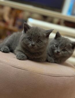 Reinrassige Bkh kitten - Duisburg