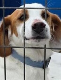 ROCKY-ein Traumhündchen! - Sulzbach-Laufen