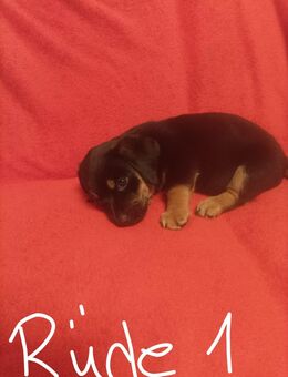 Dackelmix - Walkendorf