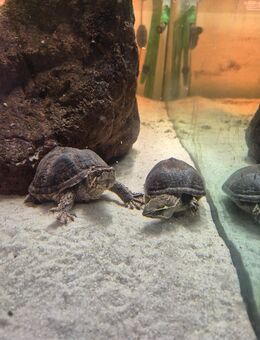 2 Schildkröten - Rotenburg (Fulda) Zentrum
