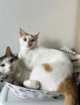 Savet und Ginger aus dem Tierschutz - Grevenbroich