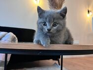 BKH Britsch Kurzhaar Kitten - Ruppichteroth