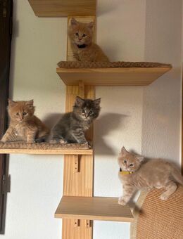 Bezaubernde reinrassige Maine Coon Kitten - Wermelskirchen Zentrum