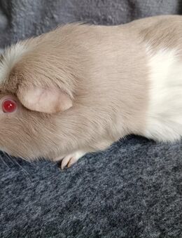 Meerschweinchen Bock Kastrat Männchen kastriert - Bremerhaven