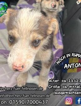 ANTON - wartet: auf DICH ! - Waakirchen