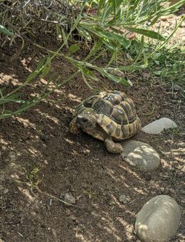 männliche griechische Landschildkröte THB aus dem Jahr 2017 abzugeben - Aldenhoven
