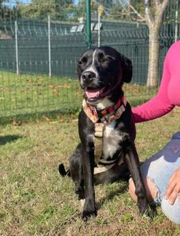 Furla💛💛💛 wünscht sich Happy-Home - Herxheim (Landau)