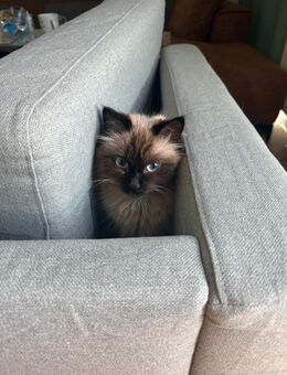 Siam mix katze sucht ein liebevolles zuhause - Hamburg