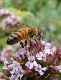 Thymian Deutscher Winter Samen rosa Blumen Blüten Pflanze Thymian Kräuter Wildkräuter heimisch kochen Balkon Garten planen Pflanze Hochbeet Thymiane Muttertag winterhart mehrjährig Kochen Biene garden Beet Deutsches Saatgut Samen SWR Vatertag Blumenwiese - Pfedelbach