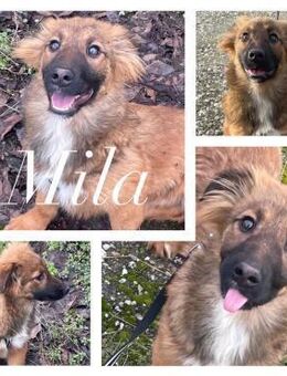 Mila sucht ihre Menschen - Bissingen