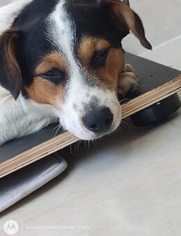 Freddy – junger Jack Russell Mix sucht ein liebevolles Zuhause 🐶❤️ - Niederkrüchten