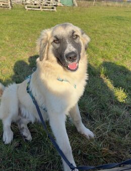 Unsere sehr verschmusten Mischlinge Tyson ca 60 cm und Simson ca 50-55 cm ,ca 10 Monate alt (Hof -und Haushund) - Hohe Börde