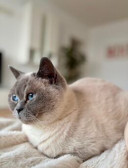 BKH-Katze sucht ein neues Zuhause - Frankfurt (Main)