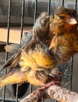 Pariser Trompeter Jungvögel aus 2025 - Köln