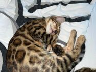 **Liebevoll aufgezogene Bengal-Kitten abzugeben – bereit für ihr neues Zuhause ab 14. September!** - Erbach (Baden-Württemberg)