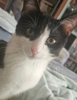 Kater 6 Monate alt - Köln