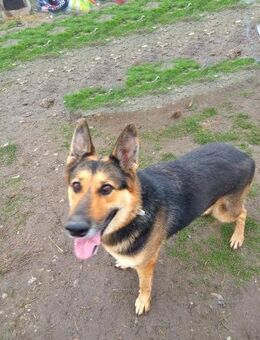 Noah, sensibel und menschenbezogen - Bonndorf (Schwarzwald)