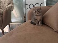 ♥️ Bkh Babykatze Britische Baby Katzen ♥️ - Wesseling