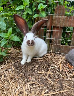 Riesen Häsin Notfellchen Geimpft(Hase/Kaninchen) - Dortmund Kley