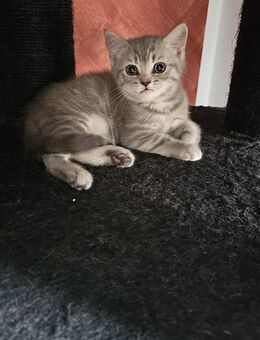 Reinrassige Britisch Kurzhaar Kitten (m+w) - Altrich