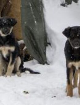 Lotte jede sucht ihr Zuhause 🍀 - Schwerte (Hansestadt an der Ruhr)