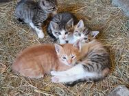 1 kleiner roter Kater sucht noch seine Familie - Ringstedt