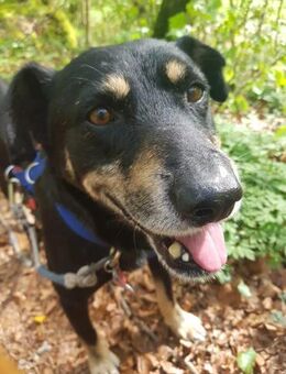 Rudi-verschmuster Senior - Kallmünz