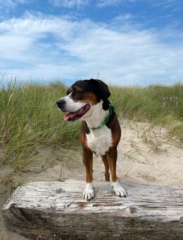 🐾 Deckrüde sucht passende Hundedame – Nachwuchs erwünscht! 🐶💞 - Vlotho