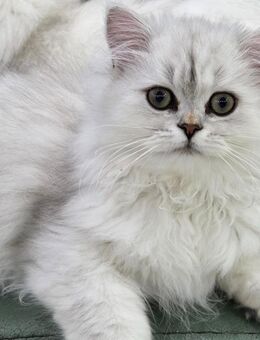Reinrassige Perserkätzchen chinchilla, Silver shaded, Perserkitten - Rüsselsheim Zentrum