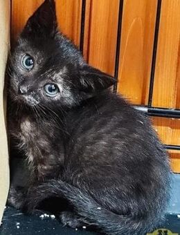 LUNA Zarte Seele sucht Happy Home - Bad Camberg