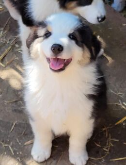 Bildhübsche Australian Shepherd Welpen black tri, geimpft, gechipt, reinrassig o. P. aus Showlinien - Poppenhausen
