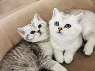 Katzenbabys (BKH Mix) British Kurzhaar Kitten Silver/ Golden Tabby Kitten - Köln