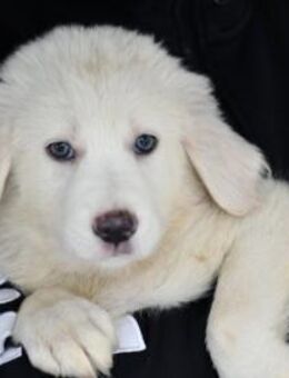 Möchten Sie Tanit bei sich aufnehmen? - Neuss