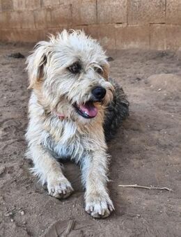 Frieda - Lorsch (Karolingerstadt)