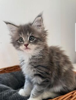 2 maine coon Mädchen - Schmidgaden