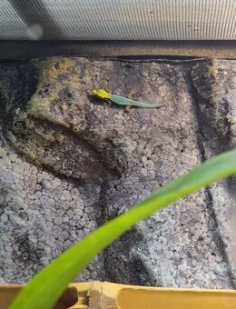 Phelsuma klemmeri Blauer Bambus Taggecko - Großlohra