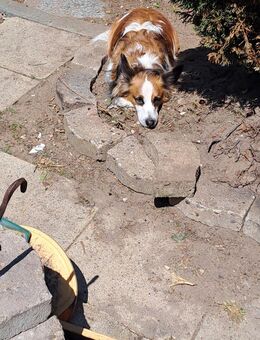 Jack Russel Corgi sucht neues Zuhause - Hechthausen